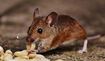 24 Hour & Emergency Exterminators in Side Lake, MN